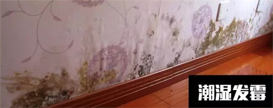 〖家裝資訊臺〗潮濕天氣，房子剪開壁紙全是蘑菇